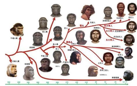 人類起源的四大理論|人類多地起源說